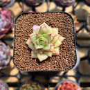 Echeveria Agavoides 'Wrinkle Maria' 1" Succulent Plant Cutting