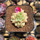 Echeveria Agavoides 'Wrinkle Maria' 1" Succulent Plant Cutting