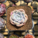 Echeveria 'Cocozen' 1" Succulent Plant Cutting