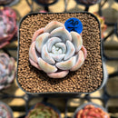 Echeveria 'Cocozen' 1" Succulent Plant Cutting