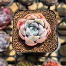 Echeveria 'Cocozen' 1" Succulent Plant Cutting