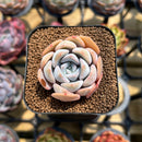 Echeveria 'Cocozen' 1" Succulent Plant Cutting