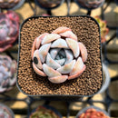 Echeveria 'Cocozen' 1" Succulent Plant Cutting