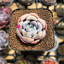 Echeveria 'Cocozen' 1" Succulent Plant Cutting