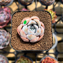 Echeveria 'Cocozen' 1" Succulent Plant Cutting