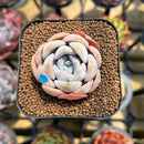 Echeveria 'Cocozen' 1" Succulent Plant Cutting