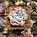 Echeveria 'Cocozen' 1" Succulent Plant Cutting