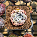 Echeveria 'Cocozen' 1" Succulent Plant Cutting