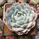Echeveria 'Orange Monroe' 3" Succulent Plant Cutting
