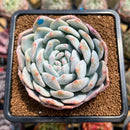 Echeveria 'Orange Monroe' 3" Succulent Plant Cutting