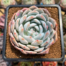Echeveria 'Orange Monroe' 3" Succulent Plant Cutting