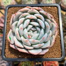 Echeveria 'Orange Monroe' 3" Succulent Plant Cutting