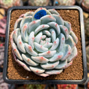 Echeveria 'Orange Monroe' 3" Succulent Plant Cutting