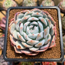 Echeveria 'Orange Monroe' 3" Succulent Plant Cutting