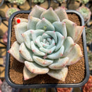Echeveria 'Icy Colorata' 3" Succulent Plant Cutting