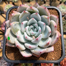 Echeveria 'Icy Colorata' 3" Succulent Plant Cutting
