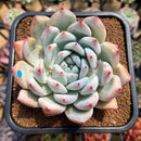 Echeveria 'Icy Colorata' 3" Succulent Plant Cutting