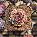 Echeveria 'Cindy' 1" Succulent Plant Cutting