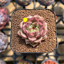 Echeveria 'Cindy' 1" Succulent Plant Cutting