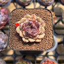 Echeveria 'Cindy' 1" Succulent Plant Cutting