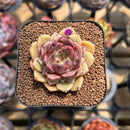 Echeveria 'Cindy' 1" Succulent Plant Cutting