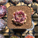 Echeveria 'Cindy' 1" Succulent Plant Cutting