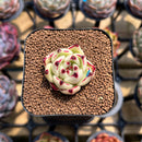Echeveria Agavoides sp. 1" Succulent Plant Cutting