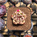 Echeveria Agavoides sp. 1" Succulent Plant Cutting