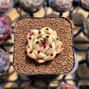 Echeveria Agavoides sp. 1" Succulent Plant Cutting