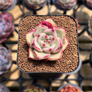 Echeveria Agavoides sp. 1" Succulent Plant Cutting