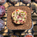 Echeveria Agavoides sp. 1" Succulent Plant Cutting