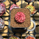 Echeveria 'Jelly Peach' 1" Succulent Plant Cutting