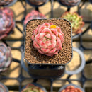 Echeveria 'Jelly Peach' 1" Succulent Plant Cutting