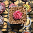 Echeveria 'Jelly Peach' 1" Succulent Plant Cutting