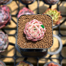 Echeveria 'Jelly Peach' 1" Succulent Plant Cutting