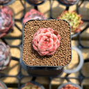 Echeveria 'Jelly Peach' 1" Succulent Plant Cutting