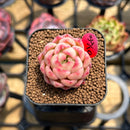 Echeveria 'Jelly Peach' 1" Succulent Plant Cutting