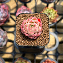Echeveria 'Jelly Peach' 1" Succulent Plant Cutting