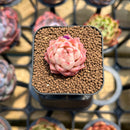 Echeveria 'Jelly Peach' 1" Succulent Plant Cutting