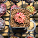 Echeveria 'Jelly Peach' 1" Succulent Plant Cutting
