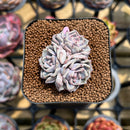 Echeveria 'Rio Heart' 1" Succulent Plant Cutting