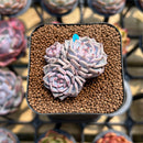 Echeveria 'Rio Heart' 1" Succulent Plant Cutting