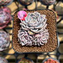 Echeveria 'Rio Heart' 1" Succulent Plant Cutting