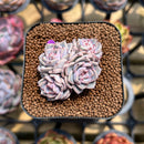 Echeveria 'Rio Heart' 1" Succulent Plant Cutting