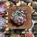 Echeveria sp. 1" Succulent Plant Cutting