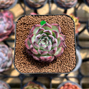 Echeveria sp. 1" Succulent Plant Cutting