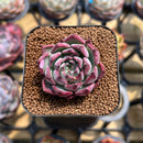 Echeveria sp. 1" Succulent Plant Cutting