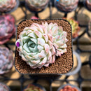 Echeveria 'White Zaragoza' 2" Succulent Plant Cutting