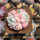 Echeveria 'White Zaragoza' 2" Succulent Plant Cutting