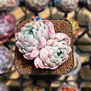 Echeveria 'White Zaragoza' 2" Succulent Plant Cutting